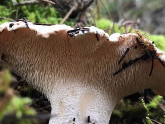 enlever l'amertume des champignons (ici un pied de mouton)