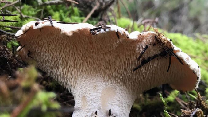 enlever l'amertume des champignons (ici un pied de mouton)