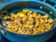 cuisson des girolles et des chanterelles