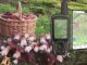 gps et champignons