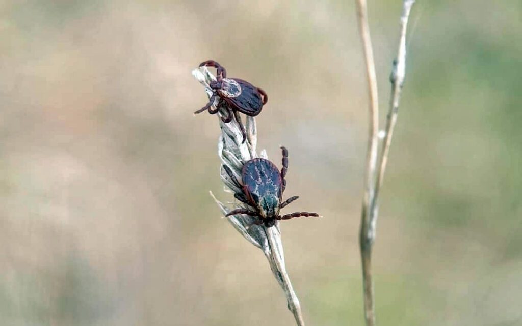 2 tiques sur une tige, en bordure de forêt