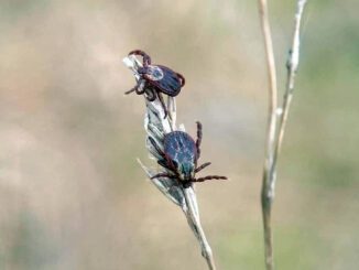 2 tiques sur une tige, en bordure de forêt