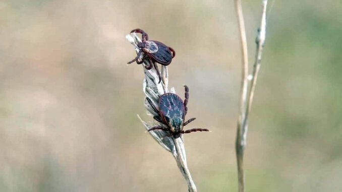 2 tiques sur une tige, en bordure de forêt