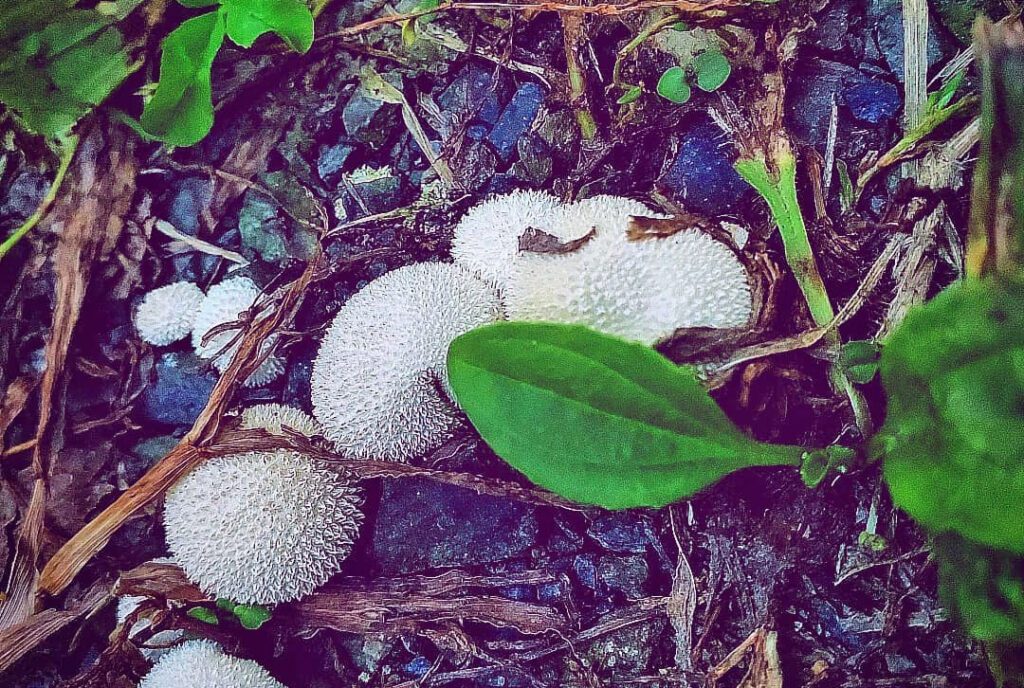 De jeunes vesses-de-loup perlées (vesse-de-loup perlée - lycoperdon perlatum) à l'automne