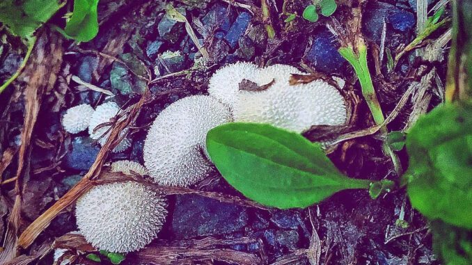 De jeunes vesses-de-loup perlées (vesse-de-loup perlée - lycoperdon perlatum) à l'automne