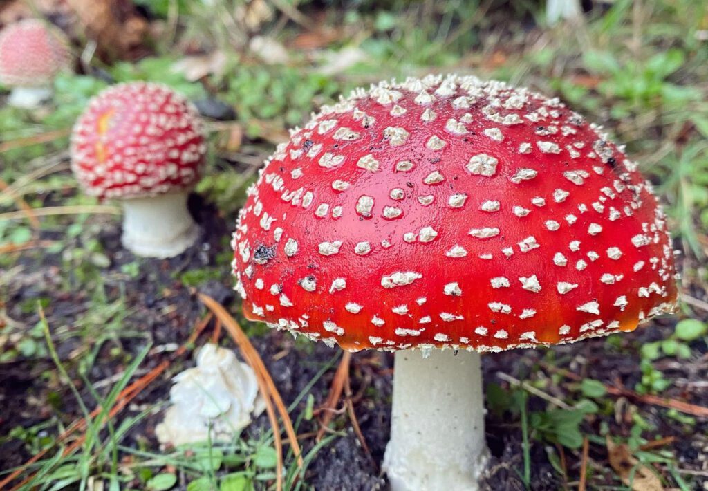 Des amanites tue-mouche (Amanita muscaria) en groupe