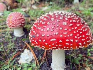 Des amanites tue-mouche (Amanita muscaria) en groupe