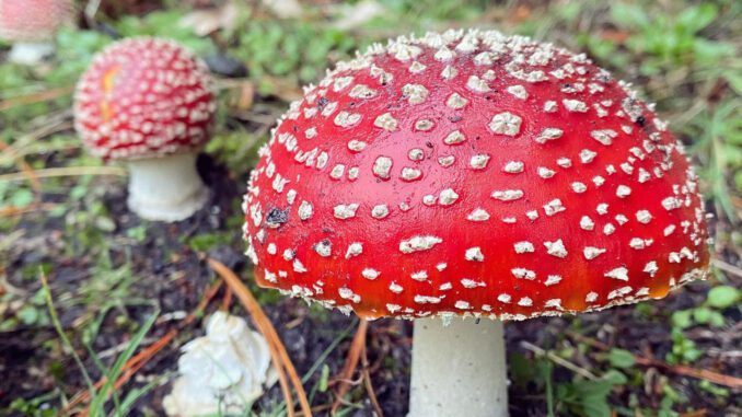 Des amanites tue-mouche (Amanita muscaria) en groupe