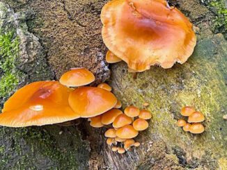 Des enoki sur un arbre (enokitake - flammulina velutipes)