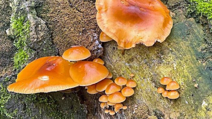 Des enoki sur un arbre (enokitake - flammulina velutipes)