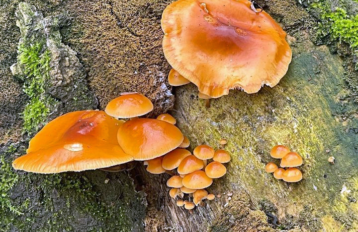 Des enoki sur un arbre (enokitake - flammulina velutipes)