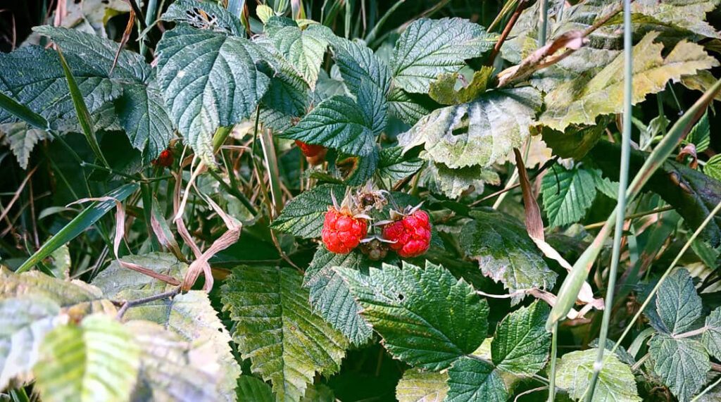 Des framboises sauvages au bord d'un chemin (framboises des bois)