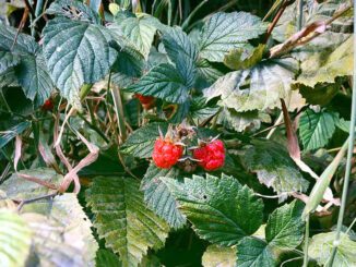 Des framboises sauvages au bord d'un chemin (framboises des bois)