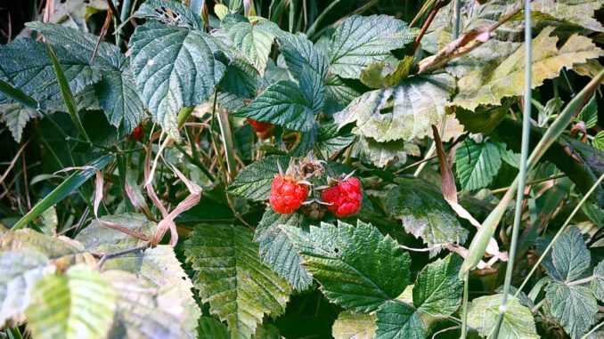 Des framboises sauvages au bord d'un chemin (framboises des bois)