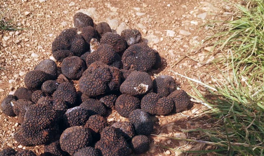 Des truffes récoltées durant la saison d'été (tuber aestivum)