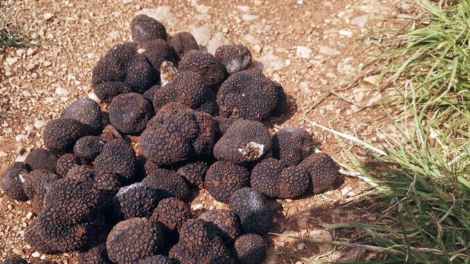 Des truffes récoltées durant la saison d'été (tuber aestivum)