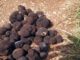Des truffes récoltées durant la saison d'été (tuber aestivum)