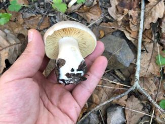 Un entolome livide de taille intermédiaire dans un bois de feuillus (entoloma sinuatum)