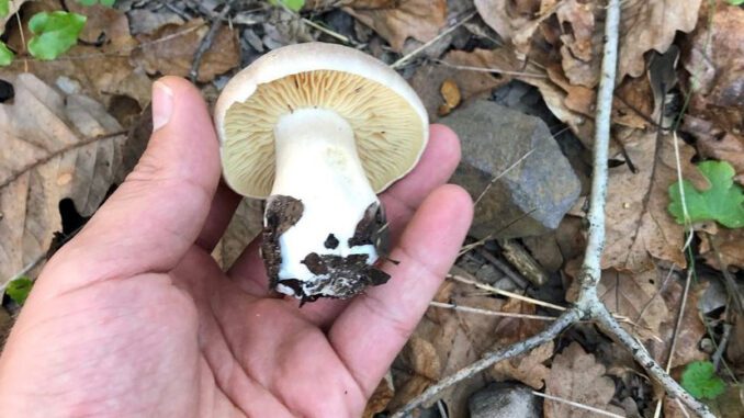 Un entolome livide de taille intermédiaire dans un bois de feuillus (entoloma sinuatum)