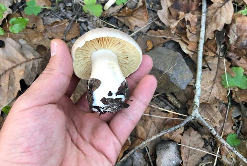 Un entolome livide de taille intermédiaire dans un bois de feuillus (entoloma sinuatum)