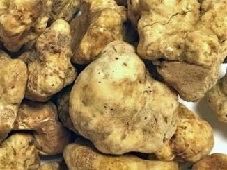 Un tas de truffes blanches d'Alba - Tuber magnatum