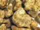 Un tas de truffes blanches d'Alba - Tuber magnatum