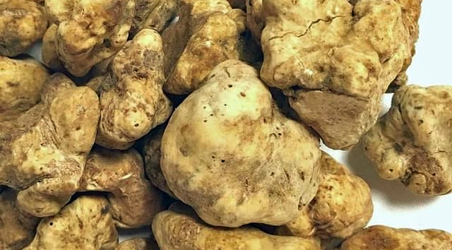 Un tas de truffes blanches d'Alba - Tuber magnatum