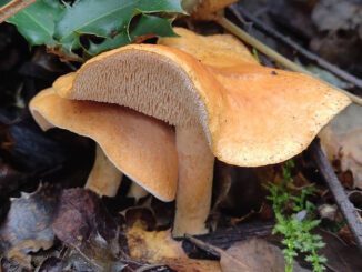 Une photo d'un pied-de-mouton roussissant - hydnum rufescens