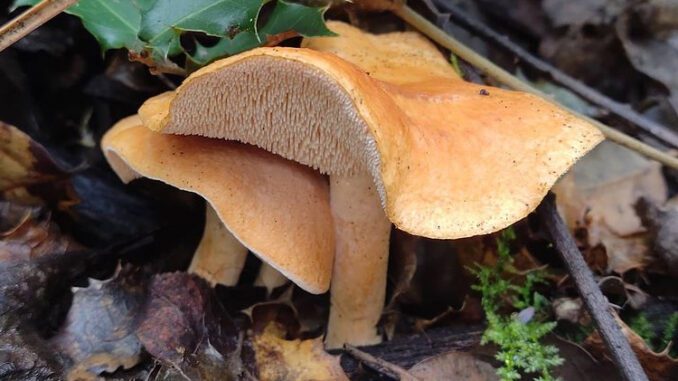 Une photo d'un pied-de-mouton roussissant - hydnum rufescens