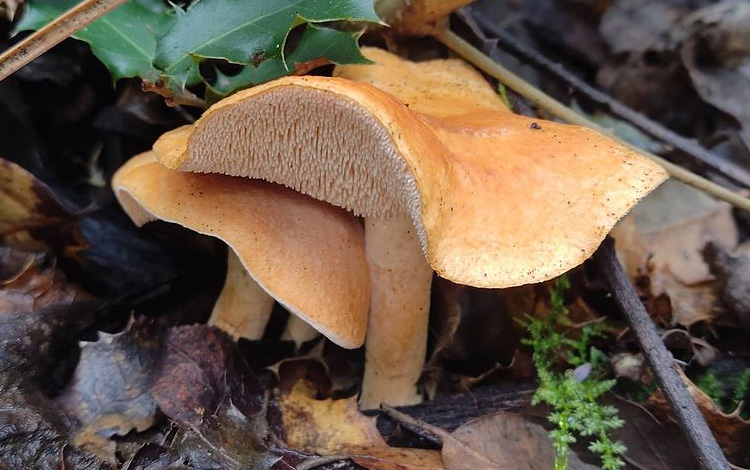 Une photo d'un pied-de-mouton roussissant - hydnum rufescens