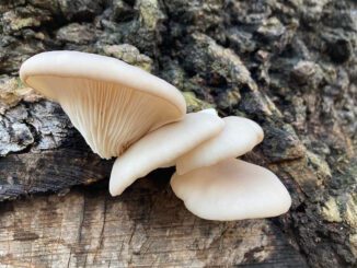 Une pleurote en huître sur un tronc (pleurotus ostreatus)