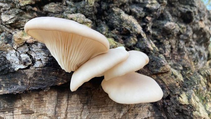 Une pleurote en huître sur un tronc (pleurotus ostreatus)