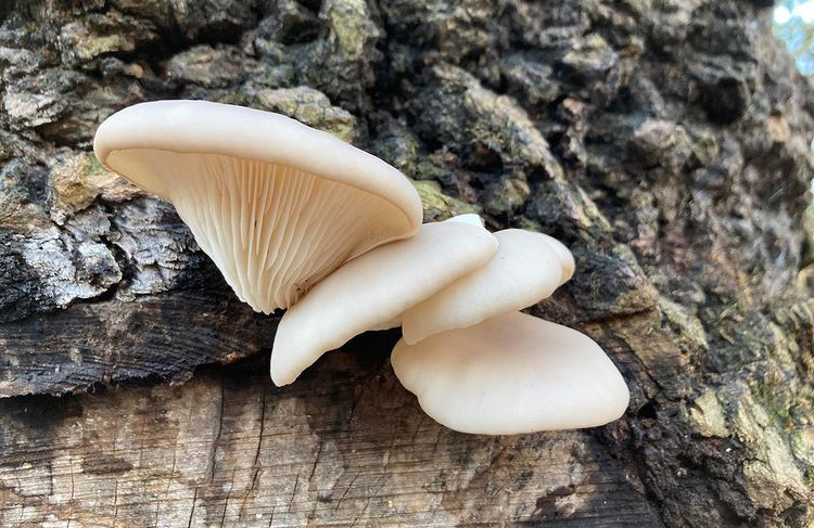 Des pleurotes en huître sur un tronc (pleurotus ostreatus)