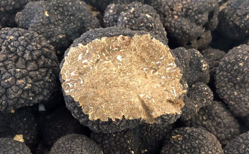 Une truffe de Bourgogne coupée (Tuber uncinatum)