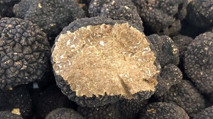 Une truffe de Bourgogne coupée (Tuber uncinatum)