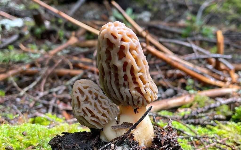 2 morilles dont le temps de pousse dure 10 jours environ