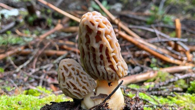 2 morilles dont le temps de pousse dure 10 jours environ