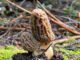 2 morilles dont le temps de pousse dure 10 jours environ