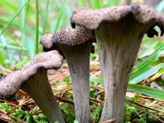 3 trompettes de la mort dont le temps de pousse dure 10 jours environ