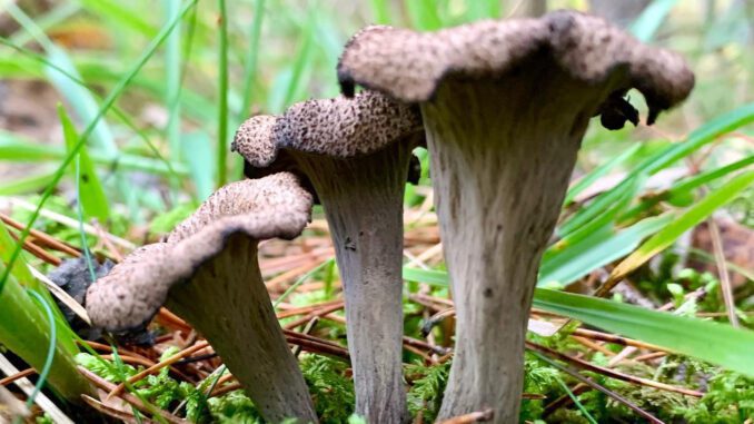 3 trompettes de la mort dont le temps de pousse dure 10 jours environ