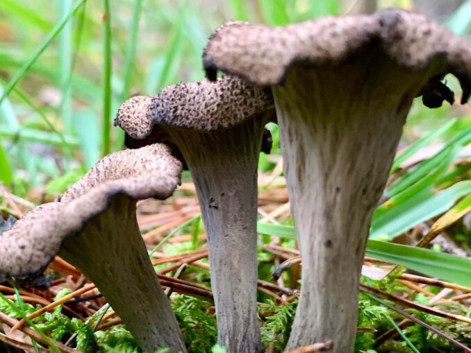 Temps De Cuisson Trompette De La Mort Fraîche www.chasseursdechampignons.com