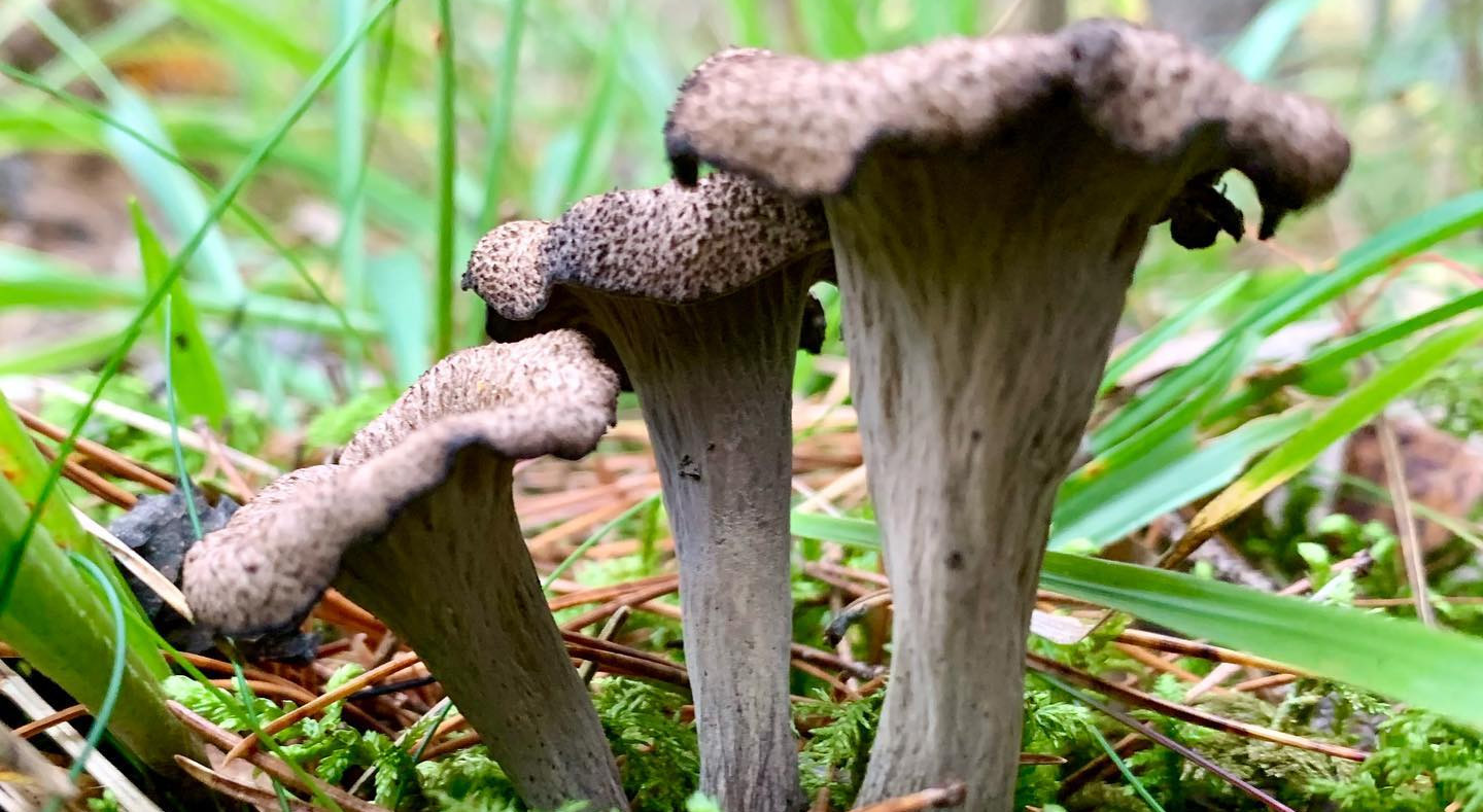 Temps de pousse de la trompette de la mort Chasseurs de champignons Temps de pousse de la trompette de la mort Chasseurs de champignons