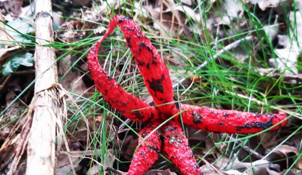 Anthurus d'archer dans l'herbe (Clathrus archeri)