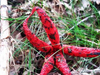 Anthurus d'archer dans l'herbe (Clathrus archeri)