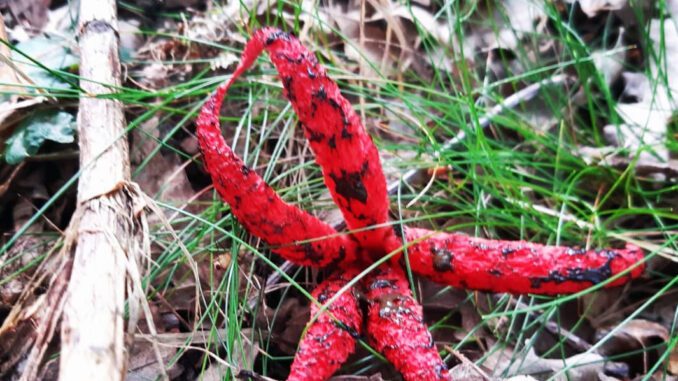 Anthurus d'archer dans l'herbe (Clathrus archeri)