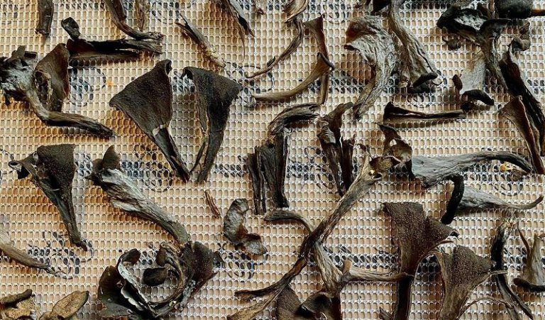 Comment faire sécher les trompettes de la mort ? - Chasseurs de champignons