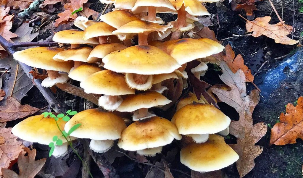 Des armillaires couleur de miel en touffe (armillaire couleur de miel - armillaria mellea)