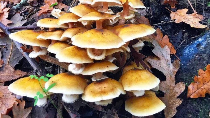 Des armillaires couleur de miel en touffe (armillaire couleur de miel - armillaria mellea)