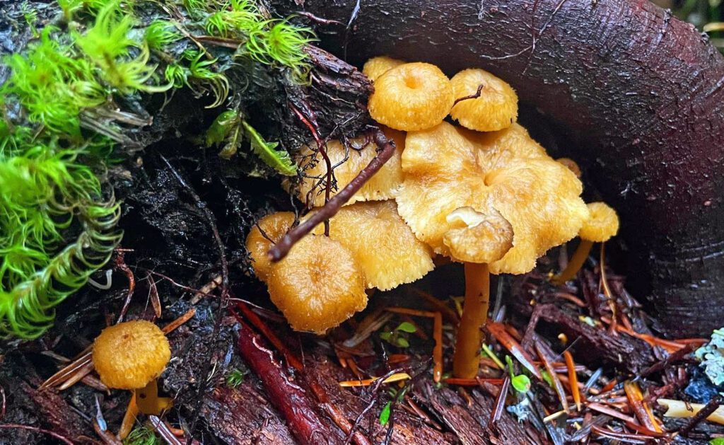 Des chanterelles avec une bonne vitesse de croissance !