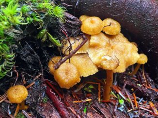 Des chanterelles avec une bonne vitesse de croissance !